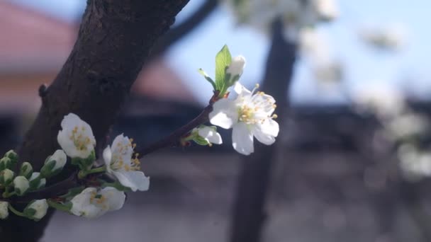 ダフォディルス 春の晴れた日には緑の芝生の上に水仙の多くの美しい白い花を咲かせます 春の庭に咲く水仙 黄色の水仙の花 イースターの背景 — ストック動画
