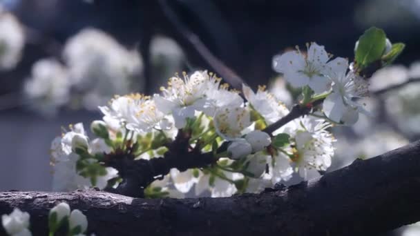 Fehér Virágok Faágakon Fák Tavasszal Nyílnak Virágos Almafa Napfákkal Háttérben — Stock videók