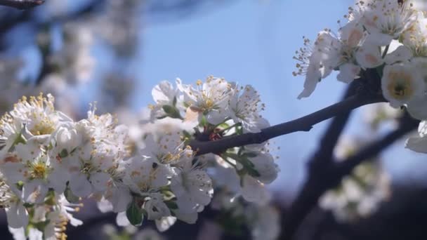 Fehér Virágok Faágakon Fák Tavasszal Nyílnak Virágos Almafa Napfákkal Háttérben — Stock videók