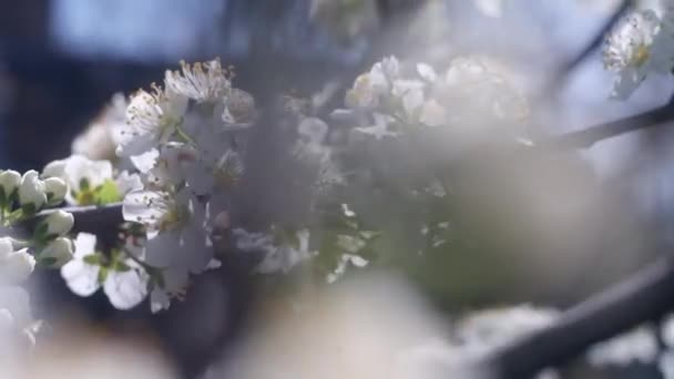 Flores Blancas Ramas Árboles Los Árboles Florecen Primavera Manzano Flor — Vídeos de Stock