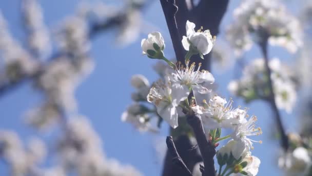 Witte Bloemen Boomtakken Bomen Bloeien Het Voorjaar Bloeiende Appelboom Met — Stockvideo