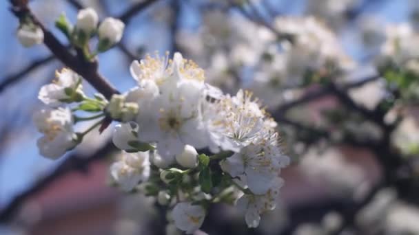 Vita Blommor Trädgrenar Träd Blommar Våren Blommande Äppelträd Med Grenar — Stockvideo