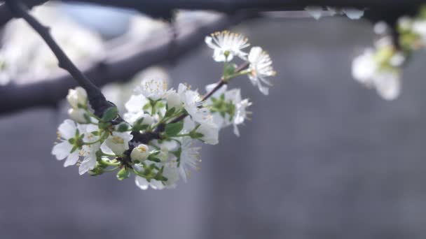木の枝に白い花 春には木が咲く 背景に太陽のフレアを持つ枝を持つ花のリンゴの木 自然の背景に花のリンゴの白い花の木 果樹園の白い花 — ストック動画