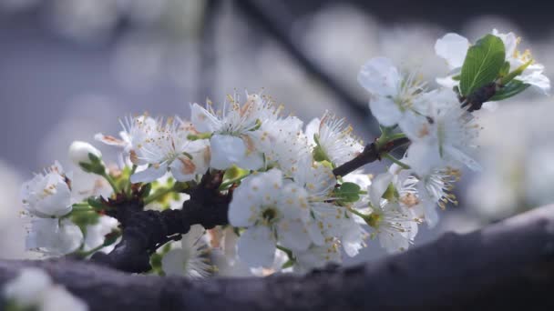 Białe Kwiaty Gałęziach Drzew Drzewa Kwitną Wiosną Kwiat Jabłoni Gałęziami — Wideo stockowe