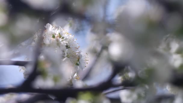 Άσπρα Λουλούδια Κλαδιά Δέντρων Δέντρα Ανθίζουν Την Άνοιξη Ανθισμένη Μηλιά — Αρχείο Βίντεο
