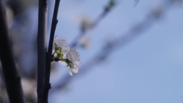 树枝上的白花 树木在春天开花 有枝条的花苹果树 背景上有太阳耀斑 在大自然的背景上 开花的苹果白花树 果园里的白花 — 图库视频影像
