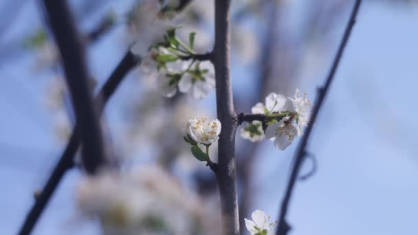 Białe Kwiaty Gałęziach Drzew Drzewa Kwitną Wiosną Kwiat Jabłoni Gałęziami — Wideo stockowe