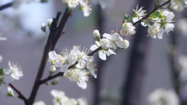 树枝上的白花 树木在春天开花 有枝条的花苹果树 背景上有太阳耀斑 在大自然的背景上 开花的苹果白花树 果园里的白花 — 图库视频影像