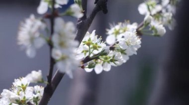 Ağaç dallarında beyaz çiçekler. Ağaçlar baharda çiçek açar. Arka planda güneş ışıkları olan dalları olan çiçek elma ağacı. Doğanın arka planında çiçek açan beyaz elma ağacı. Bahçede beyaz çiçekler.