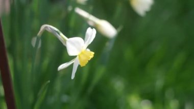 Nergisler. Güneşli bir bahar gününde yeşil bir çimenlikte çiçek açan bir sürü güzel beyaz nergis çiçeği. Nergisler, Narcissus, sarı nergis çiçekleri bahar bahçesinde açan, Paskalya arka planı, buket.