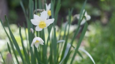 Nergisler. Güneşli bir bahar gününde yeşil bir çimenlikte çiçek açan bir sürü güzel beyaz nergis çiçeği. Nergisler, Narcissus, sarı nergis çiçekleri bahar bahçesinde açan, Paskalya arka planı, buket.