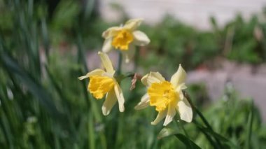 Nergisler. Güneşli bir bahar gününde yeşil bir çimenlikte çiçek açan bir sürü güzel beyaz nergis çiçeği. Nergisler, Narcissus, sarı nergis çiçekleri bahar bahçesinde açan, Paskalya arka planı, buket.