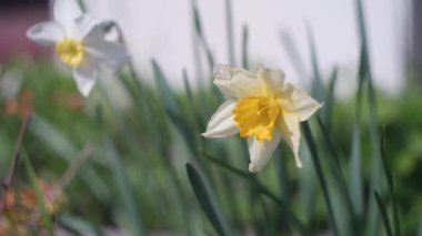 Nergisler. Güneşli bir bahar gününde yeşil bir çimenlikte çiçek açan bir sürü güzel beyaz nergis çiçeği. Nergisler, Narcissus, sarı nergis çiçekleri bahar bahçesinde açan, Paskalya arka planı, buket.