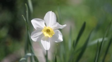 Nergisler. Güneşli bir bahar gününde yeşil bir çimenlikte çiçek açan bir sürü güzel beyaz nergis çiçeği. Nergisler, Narcissus, sarı nergis çiçekleri bahar bahçesinde açan, Paskalya arka planı, buket.