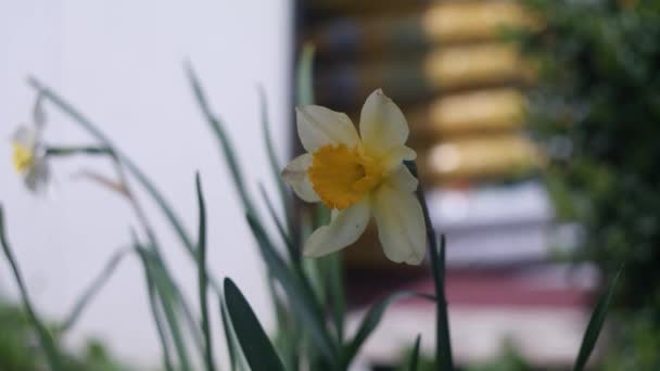 Narcisos Muchas Hermosas Flores Blancas Florecientes Narcisos Césped Verde Día — Vídeos de Stock