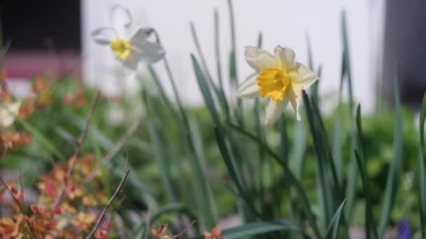 봄날푸른 잔디에는 아름다운 정원에서 피어나는 부활절 — 비디오