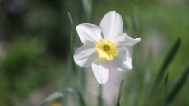 Narcissen Veel Mooie Bloeiende Witte Bloemen Van Narcissen Een Groen — Stockvideo
