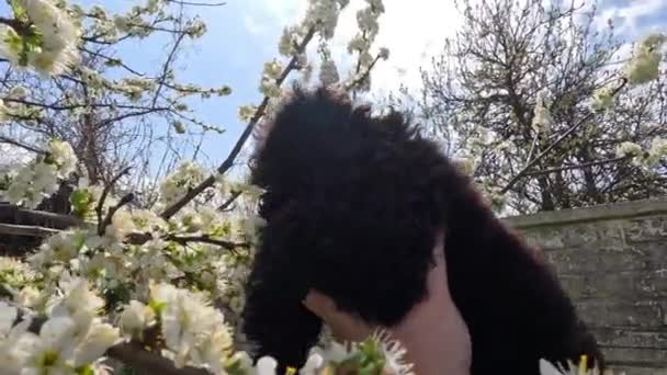 Petit Chiot Noir Dans Les Mains Caniche Noire Gros Plan — Video