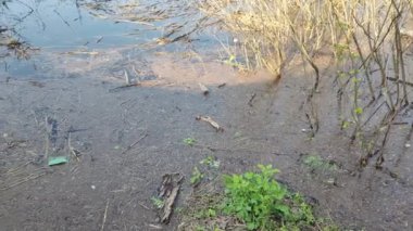 Ekolojik sorunlar. Kirli su. Sel. Ukrayna. Ekolojik felaket. Dünya Günü. Sudaki ağaçlar. Çöp ve kir ama suyun yüzeyi. Doğa kirliliği. Plastik atık.