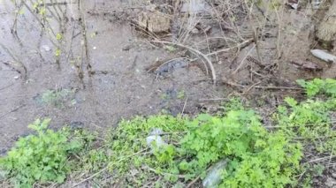 Ekolojik sorunlar. Kirli su. Sel. Ukrayna. Ekolojik felaket. Dünya Günü. Sudaki ağaçlar. Çöp ve kir ama suyun yüzeyi. Doğa kirliliği. Plastik atık.