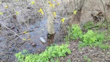 Ekolojik sorunlar. Kirli su. Sel. Ukrayna. Ekolojik felaket. Dünya Günü. Sudaki ağaçlar. Çöp ve kir ama suyun yüzeyi. Doğa kirliliği. Plastik atık.