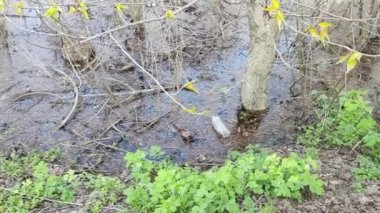 Ekolojik sorunlar. Kirli su. Sel. Ukrayna. Ekolojik felaket. Dünya Günü. Sudaki ağaçlar. Çöp ve kir ama suyun yüzeyi. Doğa kirliliği. Plastik atık.