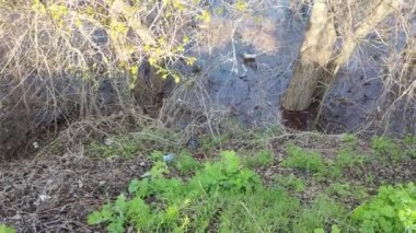 Ekolojik sorunlar. Kirli su. Sel. Ukrayna. Ekolojik felaket. Dünya Günü. Sudaki ağaçlar. Çöp ve kir ama suyun yüzeyi. Doğa kirliliği. Plastik atık.