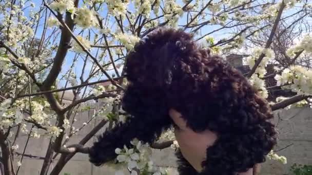Cachorrinho Preto Nas Mãos Caniche Preto Close Poodle Preto Bonito — Vídeo de Stock