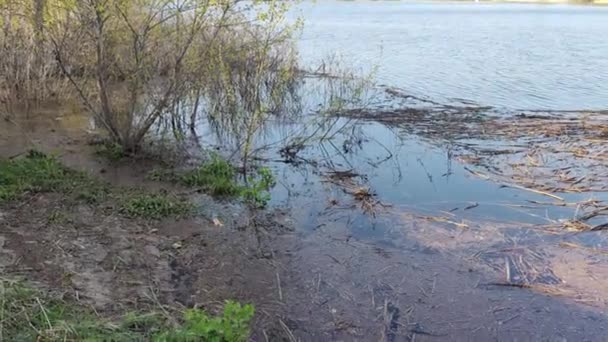 Ecological Problems Polluted Water Flood Ukraine Ecological Catastrophy Earth Day — Stock Video