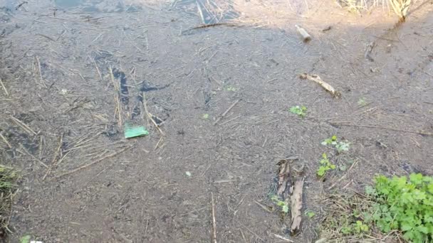 Ekologiska Problem Förorenat Vatten Översvämning Ukraina Ekologisk Katastrof Jorddagen Träd — Stockvideo
