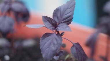 mor fesleğen. Fesleğen Sebze bahçesinde mor fesleğen. Bahçe baharatları. Fesleğen yapraklarında güneş parlıyor. Kokulu otlar ve baharatlar yetiştirir. Doğal arka plan. Arka plan bulanık. Yumuşak odaklanma. 4k