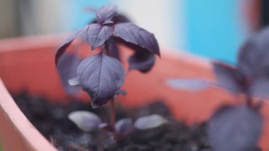 mor fesleğen. Fesleğen Sebze bahçesinde mor fesleğen. Bahçe baharatları. Fesleğen yapraklarında güneş parlıyor. Kokulu otlar ve baharatlar yetiştirir. Doğal arka plan. Arka plan bulanık. Yumuşak odaklanma. 4k