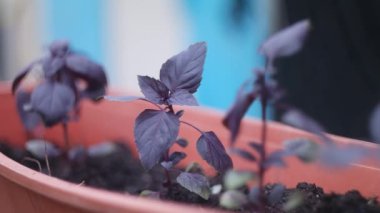 mor fesleğen. Fesleğen Sebze bahçesinde mor fesleğen. Bahçe baharatları. Fesleğen yapraklarında güneş parlıyor. Kokulu otlar ve baharatlar yetiştirir. Doğal arka plan. Arka plan bulanık. Yumuşak odaklanma. 4k