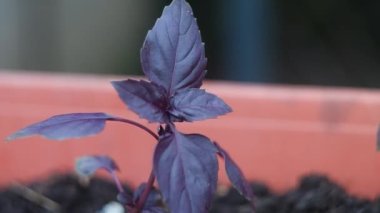 mor fesleğen. Fesleğen Sebze bahçesinde mor fesleğen. Bahçe baharatları. Fesleğen yapraklarında güneş parlıyor. Kokulu otlar ve baharatlar yetiştirir. Doğal arka plan. Arka plan bulanık. Yumuşak odaklanma. 4k