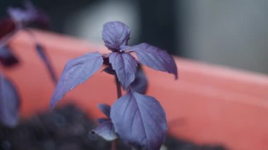 mor fesleğen. Fesleğen Sebze bahçesinde mor fesleğen. Bahçe baharatları. Fesleğen yapraklarında güneş parlıyor. Kokulu otlar ve baharatlar yetiştirir. Doğal arka plan. Arka plan bulanık. Yumuşak odaklanma. 4k