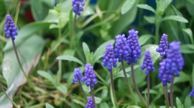 Küçük mavi çiçekler. Bahar çiçekleri Yeşil arka planda mavi çiçekler. Evet...