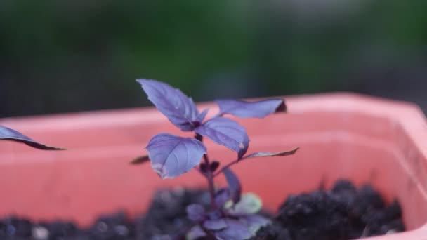 Basilic Violet Basilic Basilic Violet Dans Potager Des Épices Dans — Video