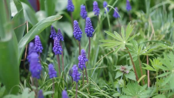 Kleine Blaue Blüten Frühlingsblumen Blaue Blumen Auf Grünem Hintergrund Wil — Stockvideo