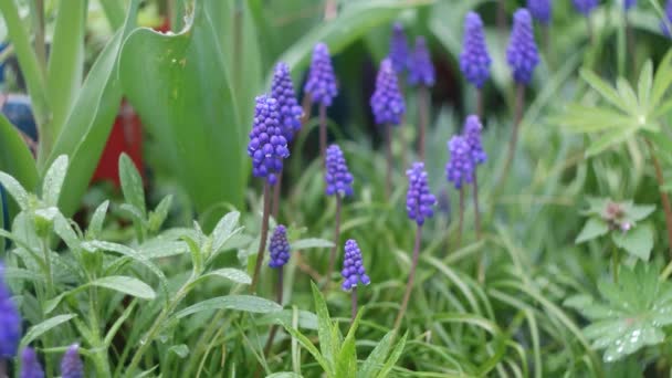 Μικρά Μπλε Λουλούδια Ανοιξιάτικα Λουλούδια Μπλε Λουλούδια Πράσινο Φόντο — Αρχείο Βίντεο
