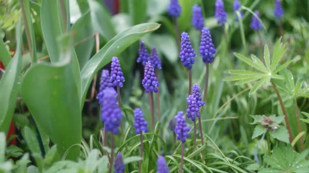 Kleine Blaue Blüten Frühlingsblumen Blaue Blumen Auf Grünem Hintergrund Wil — Stockvideo