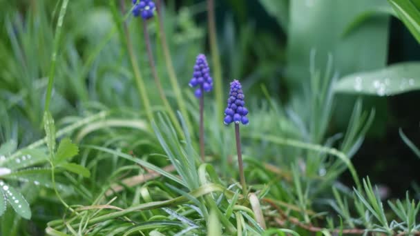 Pequenas Flores Azuis Flores Primavera Flores Azuis Fundo Verde Wil — Vídeo de Stock