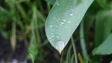 Yeşil yapraklar üzerinde büyük su damlaları. Yeşil yaprağa damlatıyor. Bir damlada yansıma. makro fotoğraf. Büyük çiy damlaları. Yeşil yaprakların üzerine yağmur damlaları. Doğal arka plan. Arka plan bulanık. Yumuşak odaklanma. 4k