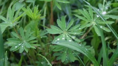 Yeşil yapraklar üzerinde büyük su damlaları. Yeşil yaprağa damlatıyor. Bir damlada yansıma. makro fotoğraf. Büyük çiy damlaları. Yeşil yaprakların üzerine yağmur damlaları. Doğal arka plan. Arka plan bulanık. Yumuşak odaklanma. 4k