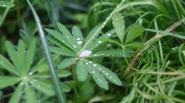 Yeşil yapraklar üzerinde büyük su damlaları. Yeşil yaprağa damlatıyor. Bir damlada yansıma. makro fotoğraf. Büyük çiy damlaları. Yeşil yaprakların üzerine yağmur damlaları. Doğal arka plan. Arka plan bulanık. Yumuşak odaklanma. 4k