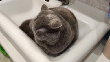 Lavabodaki kedi. Gri İngiliz kedisi. Komik siyah tekir kedi banyo lavabosunda yatar ve musluğu yalamaya çalışır. Kara kedi banyo lavabosunda yatıyor. Lavaboda uyuyan dişi kedi.