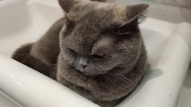 Lavabodaki kedi. Gri İngiliz kedisi. Komik siyah tekir kedi banyo lavabosunda yatar ve musluğu yalamaya çalışır. Kara kedi banyo lavabosunda yatıyor. Lavaboda uyuyan dişi kedi.