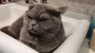 Lavabodaki kedi. Gri İngiliz kedisi. Komik siyah tekir kedi banyo lavabosunda yatar ve musluğu yalamaya çalışır. Kara kedi banyo lavabosunda yatıyor. Lavaboda uyuyan dişi kedi.