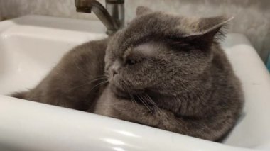 Lavabodaki kedi. Gri İngiliz kedisi. Komik siyah tekir kedi banyo lavabosunda yatar ve musluğu yalamaya çalışır. Kara kedi banyo lavabosunda yatıyor. Lavaboda uyuyan dişi kedi.