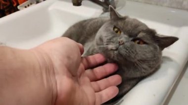 Lavabodaki kedi. Gri İngiliz kedisi. Komik siyah tekir kedi banyo lavabosunda yatar ve musluğu yalamaya çalışır. Kara kedi banyo lavabosunda yatıyor. Lavaboda uyuyan dişi kedi.
