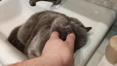 Lavabodaki kedi. Gri İngiliz kedisi. Komik siyah tekir kedi banyo lavabosunda yatar ve musluğu yalamaya çalışır. Kara kedi banyo lavabosunda yatıyor. Lavaboda uyuyan dişi kedi.